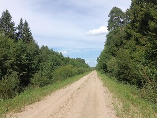 Road in forest in Siauliai county during sunny summer day. Oak and birch tree woodland. Sunny day with white clouds in blue sky. Bushes are growing in woods. Sandy road. Nature. Summer season. Miskas.