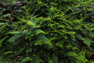 Bello fondo de exuberantes helechos en un frondoso bosque de Taramundi, Asturias, España