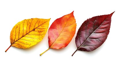 Fototapeta premium auntumn leaves white background