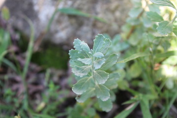 teucrium polium, Felty Germander or Wood Sage