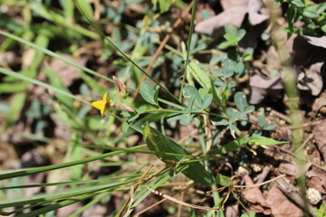 Lotus corniculatus or Birdsfoot Trefoil