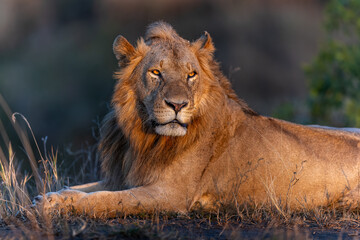 A lone male lion taking a brief rest as he looks for a pride and territory - Masai Mara, Kenya