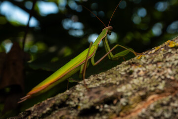 praying mantis on a branch