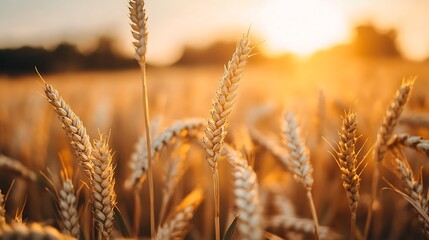 Fototapeta premium golden wheat field at sunset