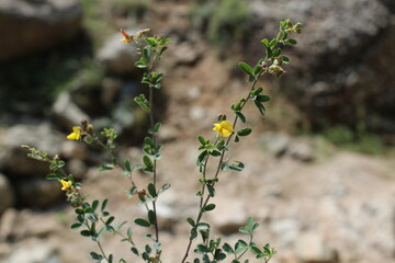 Lotus corniculatus or Birdsfoot Trefoil