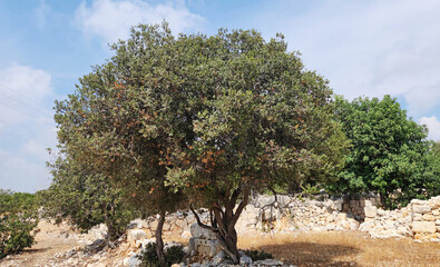 In an ancient city ruins area, a big green olive tree or mock privet (Phillyrea latifolia), a...