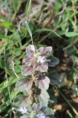 Fototapeta premium Ajuga Decumbens or Lallemantia royleana 