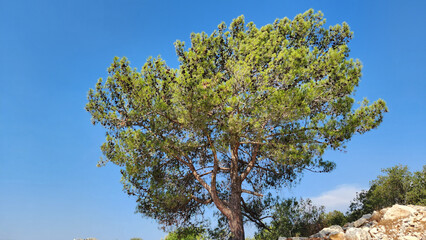 Crown of a red pine tree (Pinus brutia) tree