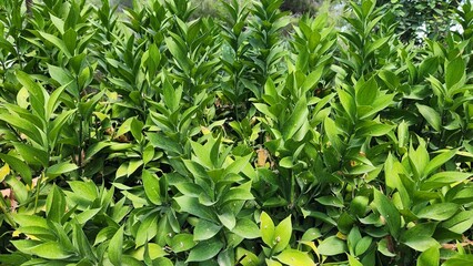 Spineless butcher's-broom, mouse thorn and horse tongue lily (Ruscus hypoglossum) as a green leaves natural background.
