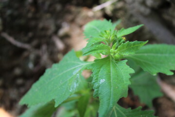 Sigesbeckia orientalis or  St. Pauls wort