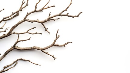 Obraz premium tree isolated on white