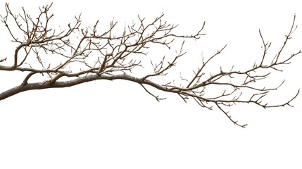 Obraz premium tree isolated on white