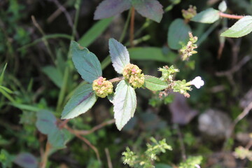 Euphorbia Hirta or Asthma Plant