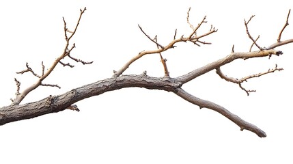 Obraz premium tree isolated on white