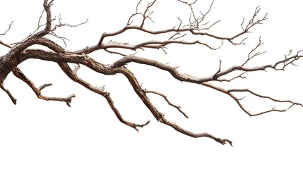 Obraz premium tree isolated on white