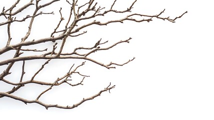 Fototapeta premium tree isolated on white