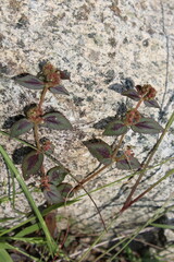 Euphorbia Hirta or Asthma Plant