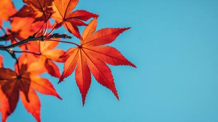 Red Maple Leaves Against a Blue Sky