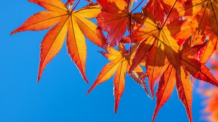 Autumnal Maple Leaves Against a Vibrant Blue Sky