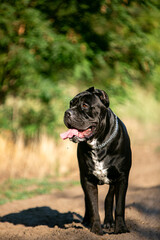 Cane Corso dog in autumn colors