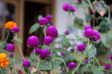 Fototapeta premium Gomphrena Globosa or Globe Amaranthus purple flowers