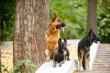 German Shepherds in the Park
