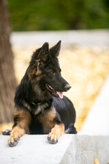 German Shepherds in the Park