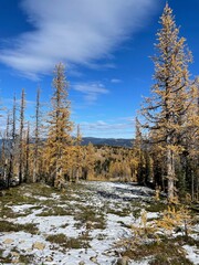 Larches