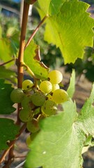 Grapes by nature