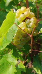 Grapes by nature