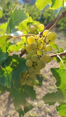 Grapes by nature