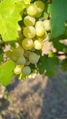 Grapes by nature