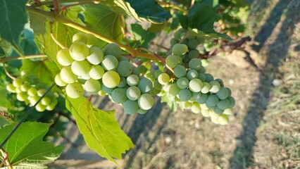 Grapes by nature