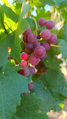 Grapes by nature