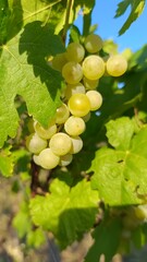 Grapes by nature
