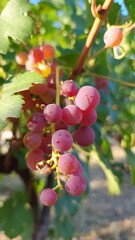 Grapes by nature