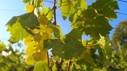 Grapes by nature