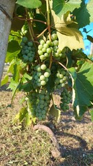 Grapes by nature