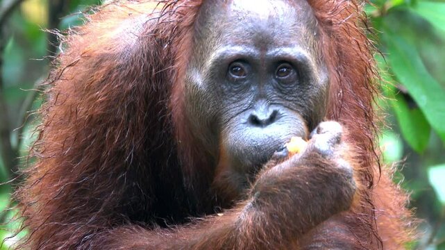 Baby orangutan clings to her mother as she eats.