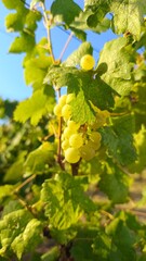 Grapes by nature