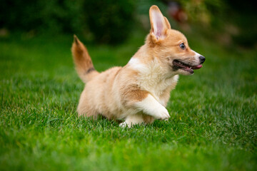 Corgi puppy on green grass