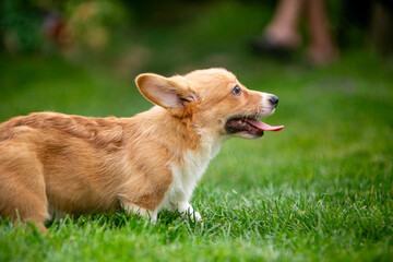 Corgi puppy on green grass