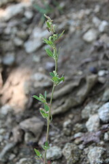 Chenopodium Murale wild mountainy plants
