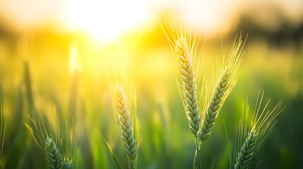 Fototapeta premium Wheat Field at Sunset Golden Hour in Nature