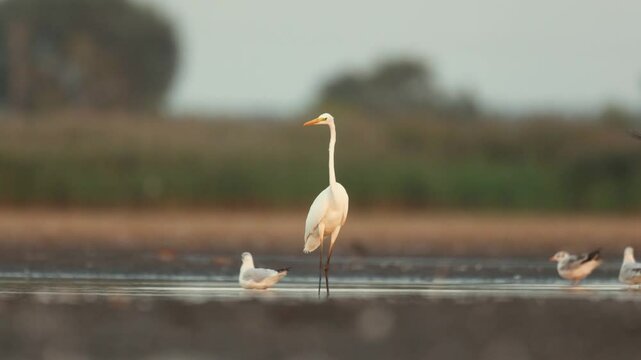 Bird Egretta alba Great Egret white heron bird, hunting time, wading bird summer time Poland Europe