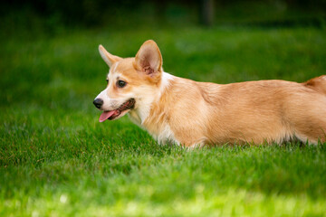 Corgi puppy on green grass