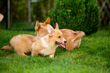 Corgi puppy on green grass