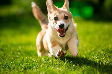 Corgi puppy on green grass