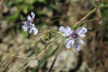 Lomelosia Simplex purple wild flowers 