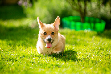 Corgi puppy on green grass